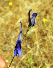 Delphinium obcordatum image