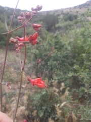 Mirabilis coccinea