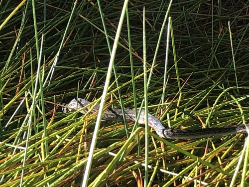 Australian Scrub Python sighting