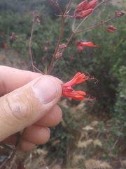 Mirabilis coccinea