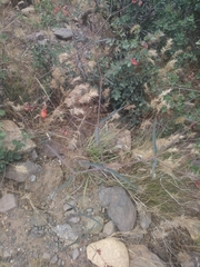 Mirabilis coccinea