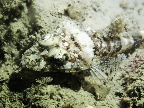 Celebes flathead (Thysanophrys celebica) — Platycephalidae — 3