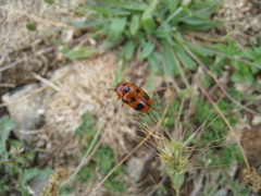 Clytra atraphaxidis
