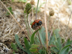 Clytra atraphaxidis