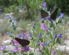 Satyrium esculi