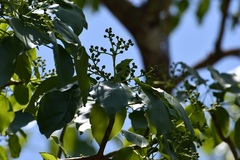 Oreopanax platyphyllus