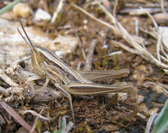 Euchorthippus