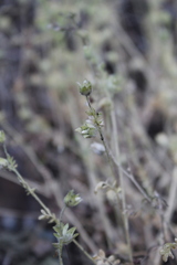 Polemonium micranthum