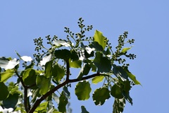 Oreopanax platyphyllus