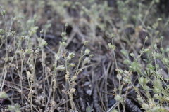 Polemonium micranthum