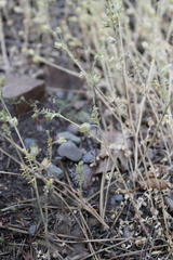 Polemonium micranthum