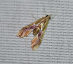 Agathodes monstralis