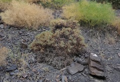Astragalus denudatus