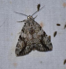 Catocala amica