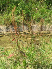 Rumex