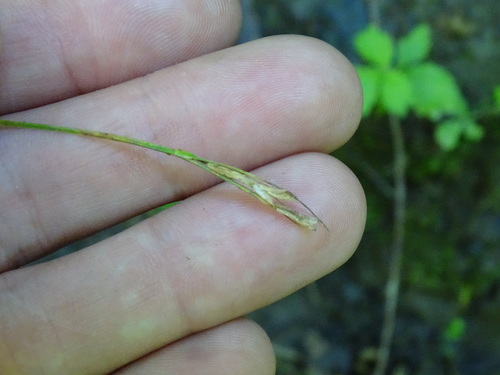 Image of Carex hirtifolia by no rights reserved