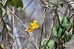 Anemopaegma chrysanthum