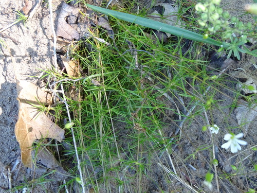 Image of Sabulina michauxii by no rights reserved