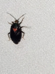 Deraeocoris sayi