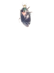 Deraeocoris sayi