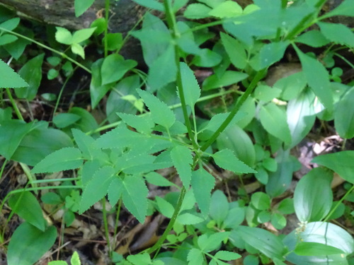 Image of Taenidia integerrima by no rights reserved