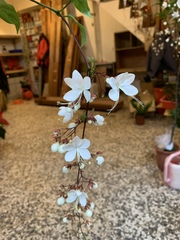 Clerodendrum schmidtii