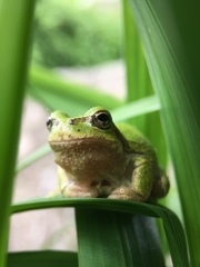 Hyla japonica