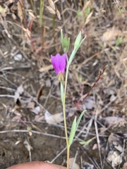 Clarkia affinis