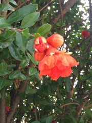 Punica granatum