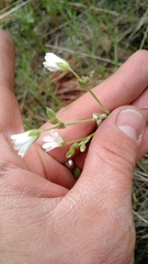 Cerastium arvense
