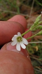 Cerastium arvense