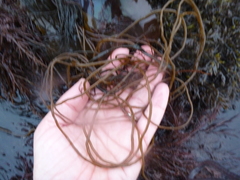 Gracilariopsis
