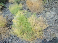 Bilacunaria microcarpos