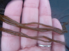 Gracilariopsis