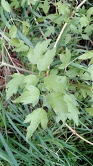 Clematis ligusticifolia