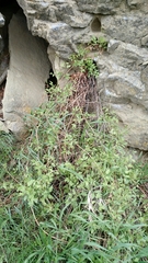 Clematis ligusticifolia