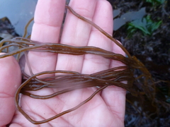 Gracilariopsis