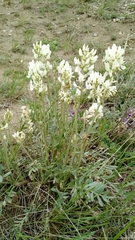 Oxytropis sericea