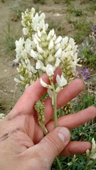 Oxytropis sericea