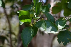 Semialarium mexicanum