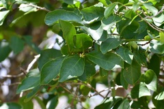 Semialarium mexicanum