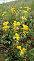 Thermopsis rhombifolia