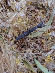 Litaneutria skinneri