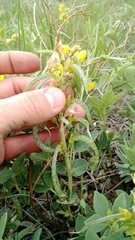 Thermopsis rhombifolia