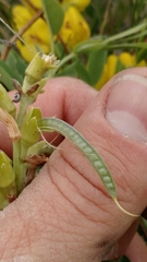 Thermopsis rhombifolia