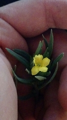 Lithospermum incisum