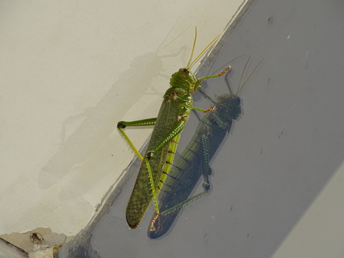 Violet-winged Grasshopper