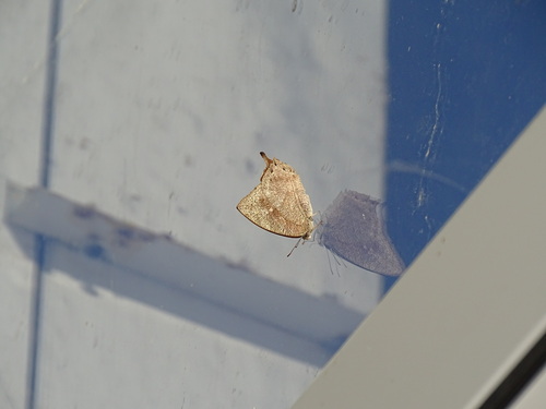 Pear-winged Leafwing Butterfly