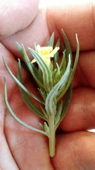 Lithospermum incisum