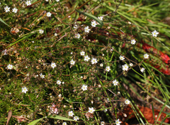 Spergula